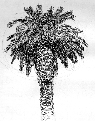 (Palm, Toulon)